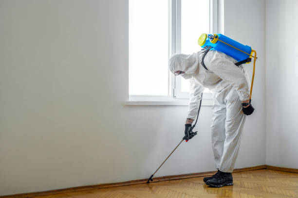 Wasp Removal Services in Lakemore, OH
