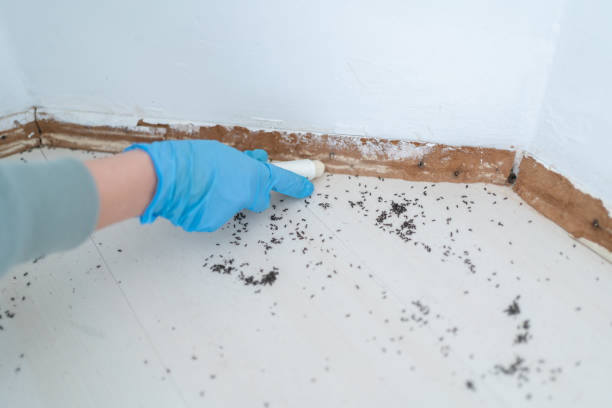 Best Mosquito Control Services  in Lakemore, OH